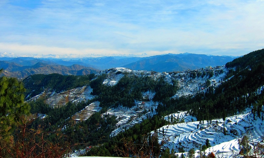 Hotel Avalanche Shimla